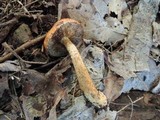 Tricholoma vaccinum image