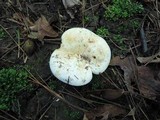 Lactarius piperatus image