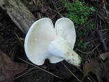 Lactarius piperatus image
