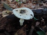 Amanita murrilliana image