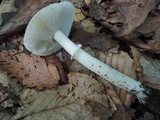 Amanita murrilliana image