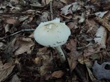 Amanita murrilliana image