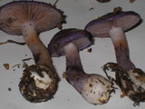 Cortinarius iodes image