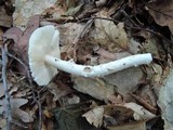 Amanita murrilliana image