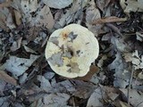 Lactarius psammicola f. glaber image