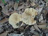 Lactarius psammicola f. glaber image