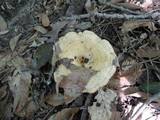 Lactarius psammicola f. glaber image