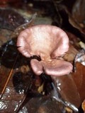 Lentinus velutinus image