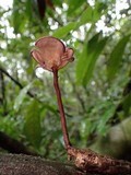 Lentinus velutinus image