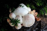 Leucoagaricus americanus image