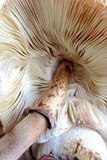 Leucoagaricus americanus image