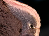 Scleroderma areolatum image