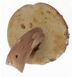 Xanthoconium affine image