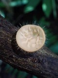 Cookeina tricholoma image