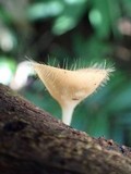 Cookeina tricholoma image