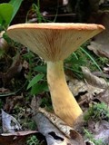 Lactarius volemus image