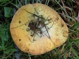 Lactarius volemus image