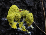 Fuligo septica image