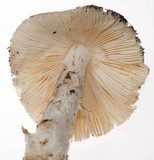 Amanita murrilliana image