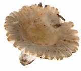 Russula crustosa image