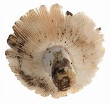 Russula crustosa image