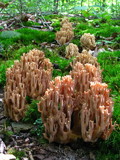 Ramaria rubella image