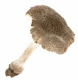 Amanita farinosa image