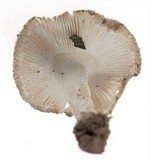 Amanita farinosa image