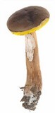 Aureoboletus auriporus image