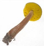 Aureoboletus auriporus image