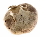 Scleroderma areolatum image