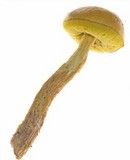 Heimioporus betula image