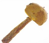 Heimioporus betula image