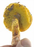 Heimioporus betula image