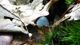 Mycena subcaerulea image