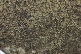 Acarospora fuscata image