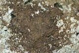 Acarospora fuscata image