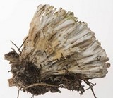 Tremellodendron pallidum image