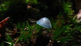 Mycena subcaerulea image