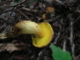 Aureoboletus innixus image