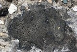 Placynthium nigrum image