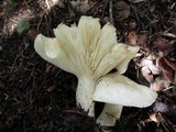 Leucopaxillus albissimus image