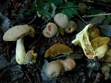 Hortiboletus engelii image