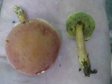 Boletus subfraternus image