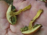 Boletus subfraternus image
