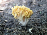 Ramaria formosa image
