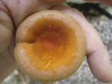 Hygrophoropsis aurantiaca image