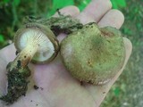 Paxillus involutus image