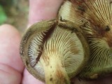 Paxillus involutus image