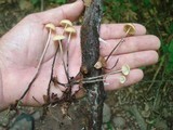 Rhizomarasmius pyrrhocephalus image